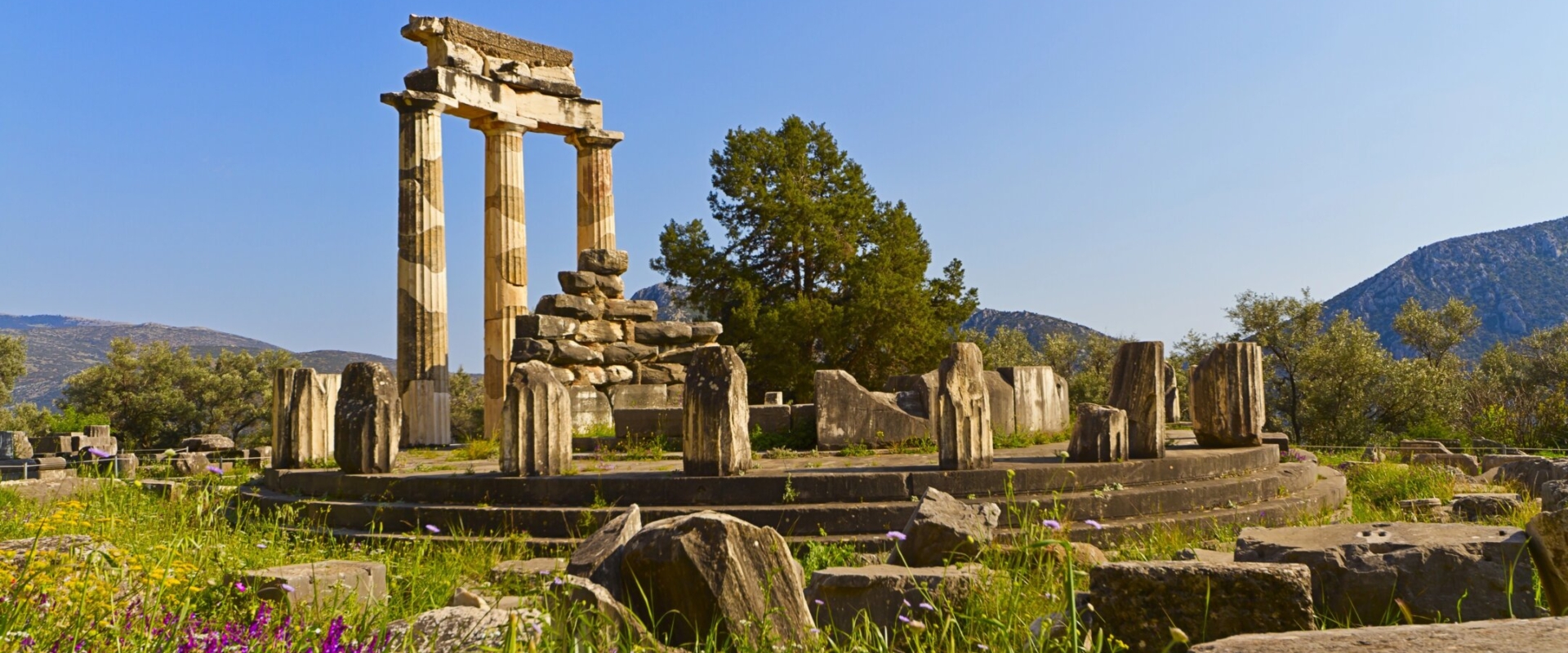 The distinct circular Tholos building at the Sanctuary of Athena Pronaia in Delphi, Greece, with its graceful reconstructed columns and circular base, nestled within ancient ruins and olive trees.